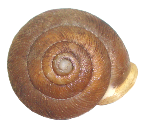 Xolotrema denotatum shell
